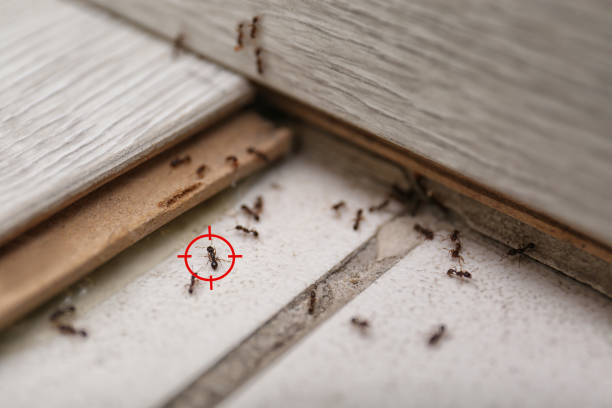 Best Exterminator Services  in Lindsborg, KS
