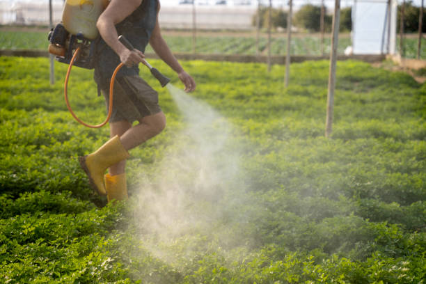 Wasp Removal Services in Lindsborg, KS