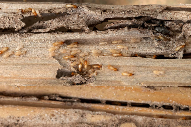 Pest Prevention Services in Lindsborg, KS